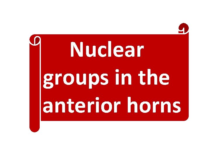 Nuclear groups in the anterior horns 