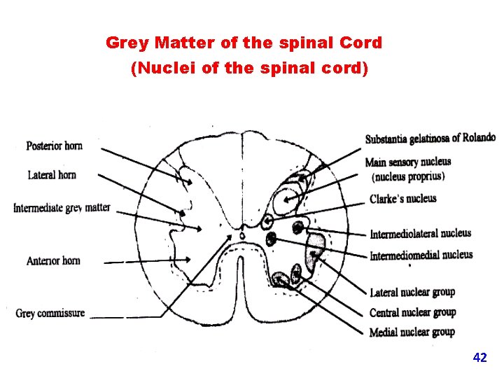 Grey Matter of the spinal Cord (Nuclei of the spinal cord) 42 