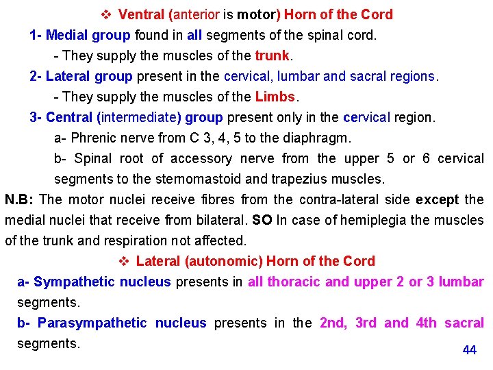 v Ventral (anterior is motor) Horn of the Cord 1 - Medial group found