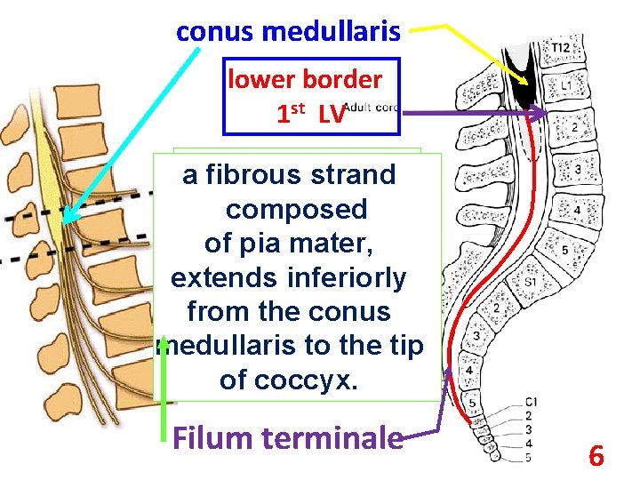conus medullaris lower border 1 st LV The conus a fibrous strand medullaris is