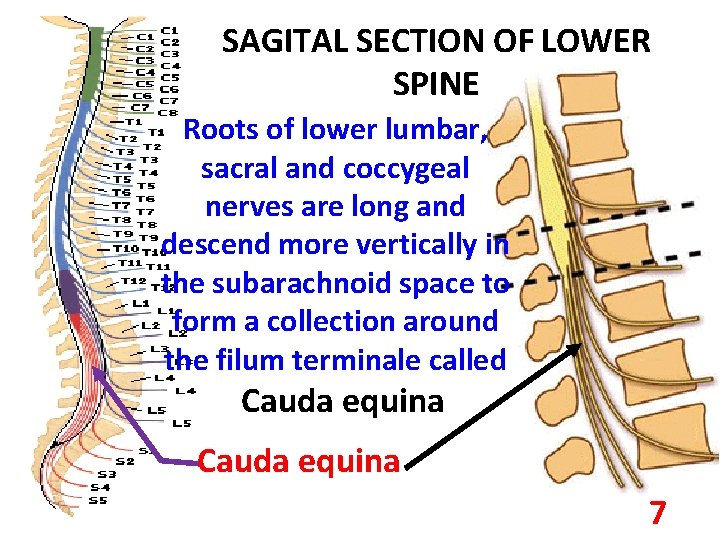 SAGITAL SECTION OF LOWER SPINE Roots of lower lumbar, sacral and coccygeal nerves are