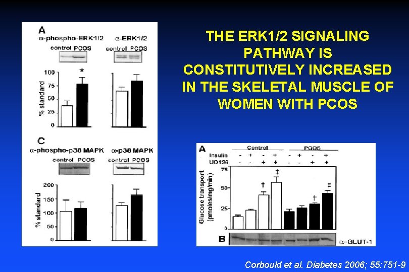 THE ERK 1/2 SIGNALING PATHWAY IS CONSTITUTIVELY INCREASED IN THE SKELETAL MUSCLE OF WOMEN