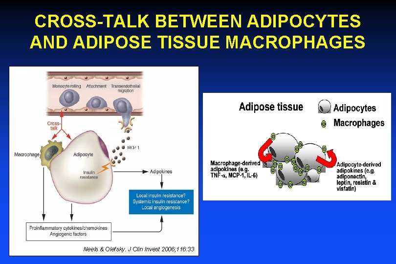 CROSS-TALK BETWEEN ADIPOCYTES AND ADIPOSE TISSUE MACROPHAGES Neels & Olefsky. J Clin Invest 2006;