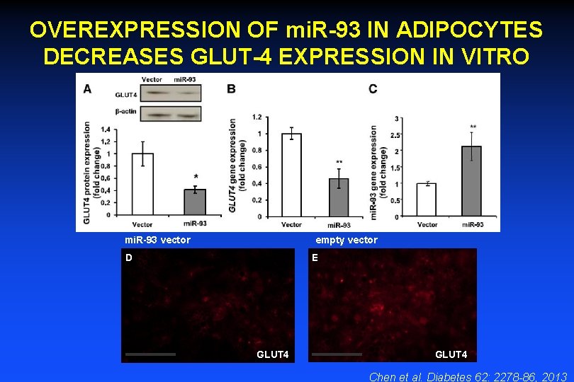 OVEREXPRESSION OF mi. R-93 IN ADIPOCYTES DECREASES GLUT-4 EXPRESSION IN VITRO mi. R-93 vector