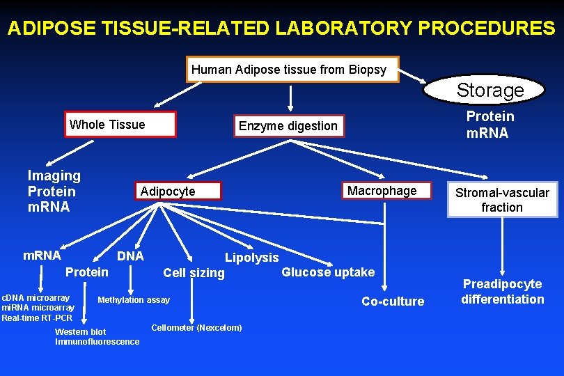 ADIPOSE TISSUE-RELATED LABORATORY PROCEDURES Human Adipose tissue from Biopsy Storage Whole Tissue Imaging Protein