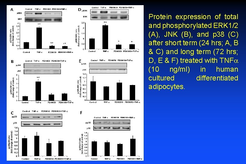 Protein expression of total and phosphorylated ERK 1/2 (A), JNK (B), and p 38