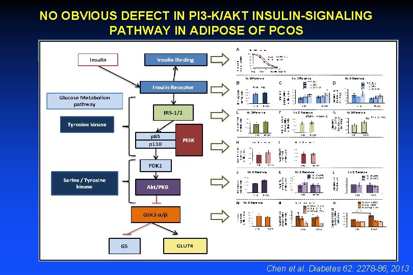 NO OBVIOUS DEFECT IN PI 3 -K/AKT INSULIN-SIGNALING PATHWAY IN ADIPOSE OF PCOS Chen