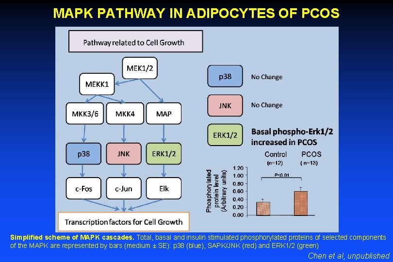 MAPK PATHWAY IN ADIPOCYTES OF PCOS Simplified scheme of MAPK cascades. Total, basal and