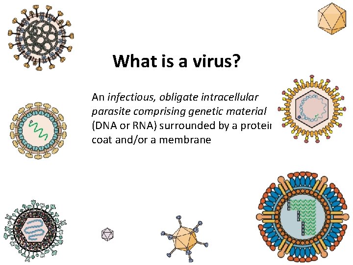 What is a virus? An infectious, obligate intracellular parasite comprising genetic material (DNA or