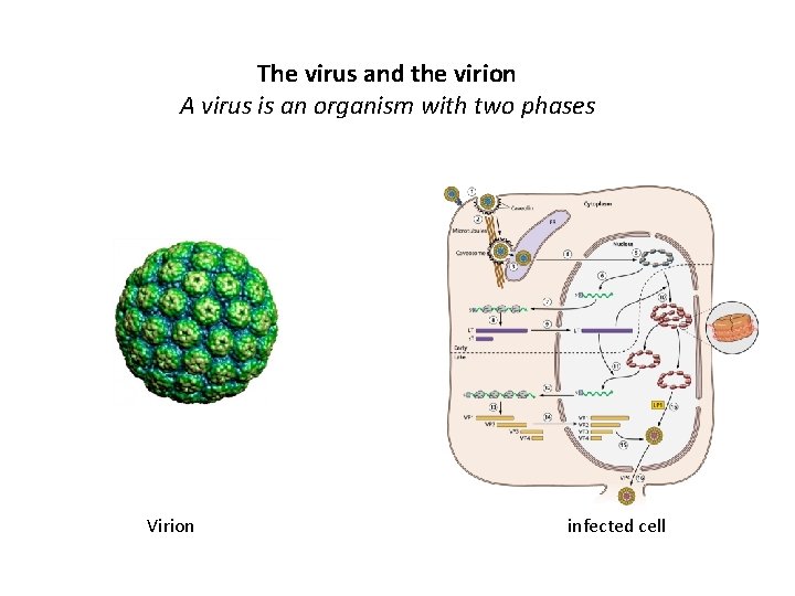 The virus and the virion A virus is an organism with two phases Virion