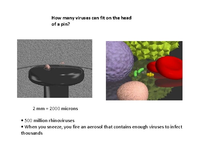 How many viruses can fit on the head of a pin? 2 mm =