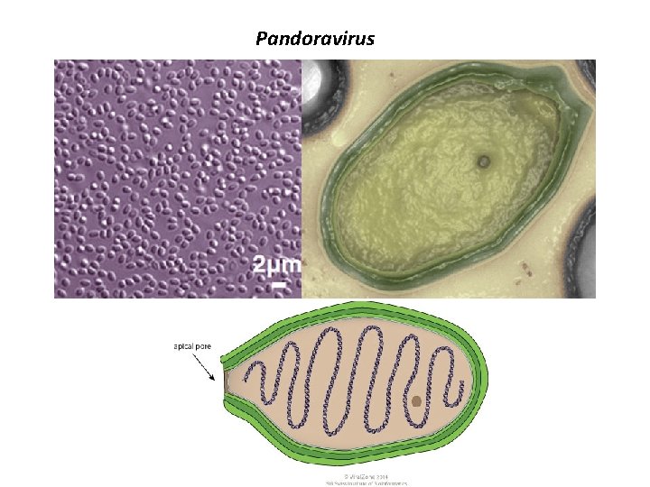 Pandoravirus 