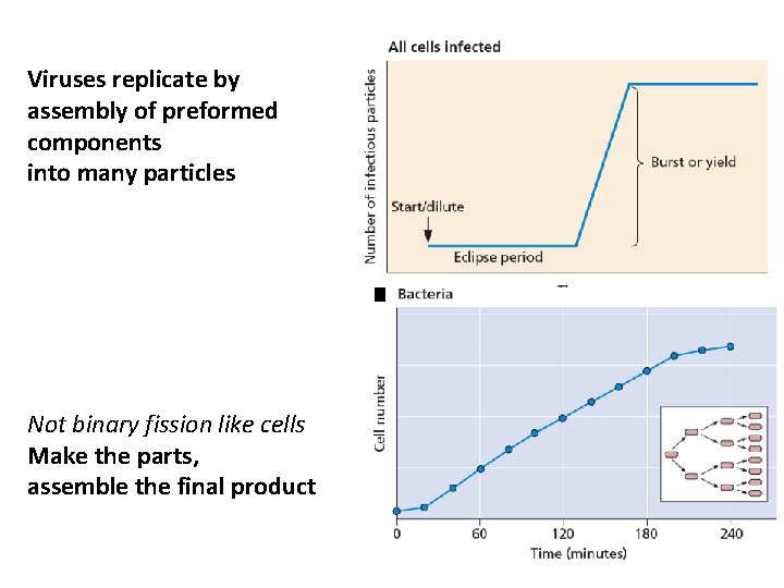 Viruses replicate by assembly of preformed components into many particles Not binary fission like