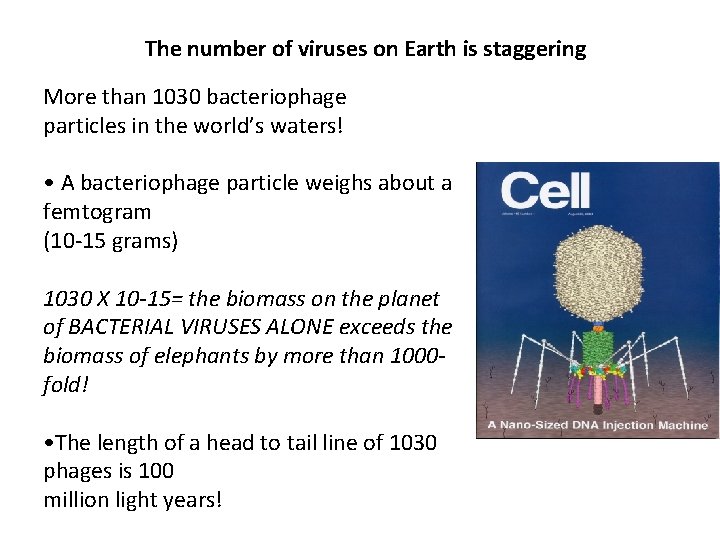 The number of viruses on Earth is staggering More than 1030 bacteriophage particles in