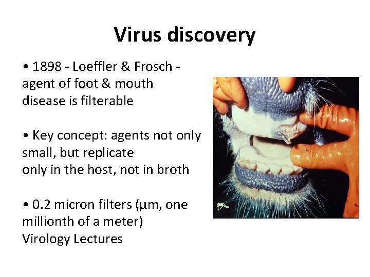 Virus discovery • 1898 - Loeffler & Frosch agent of foot & mouth disease