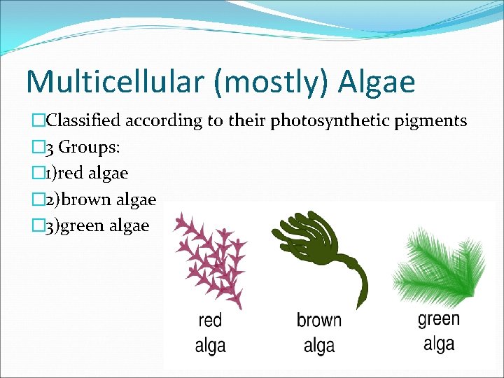 Multicellular (mostly) Algae �Classified according to their photosynthetic pigments � 3 Groups: � 1)red