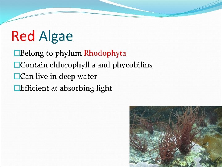 Red Algae �Belong to phylum Rhodophyta �Contain chlorophyll a and phycobilins �Can live in