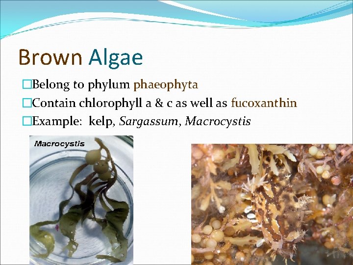 Brown Algae �Belong to phylum phaeophyta �Contain chlorophyll a & c as well as