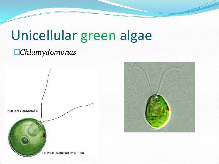 Unicellular green algae �Chlamydomonas 