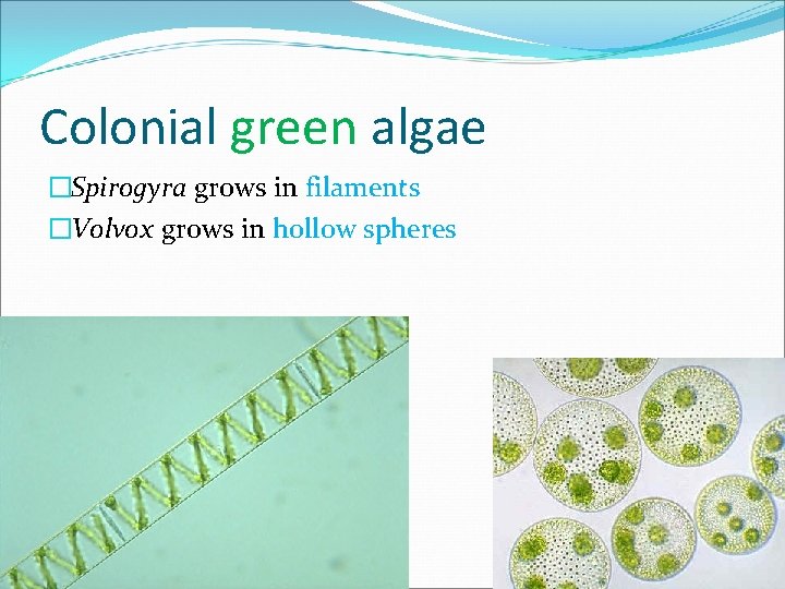 Colonial green algae �Spirogyra grows in filaments �Volvox grows in hollow spheres 
