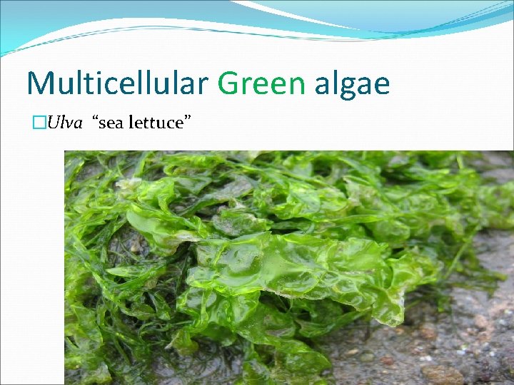 Multicellular Green algae �Ulva “sea lettuce” 