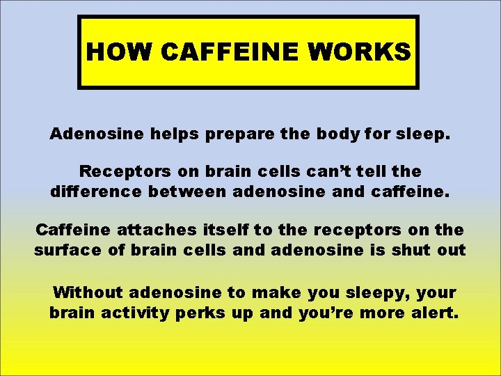 HOW CAFFEINE WORKS Adenosine helps prepare the body for sleep. Receptors on brain cells
