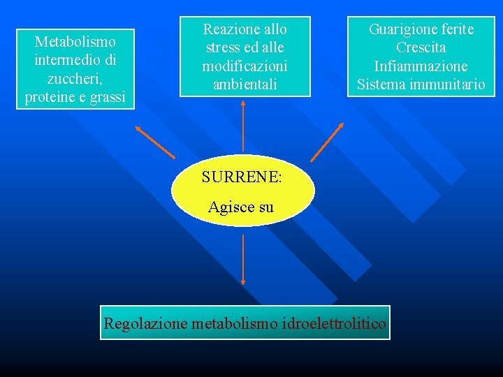 Metabolismo intermedio di zuccheri, proteine e grassi Reazione allo stress ed alle modificazioni ambientali