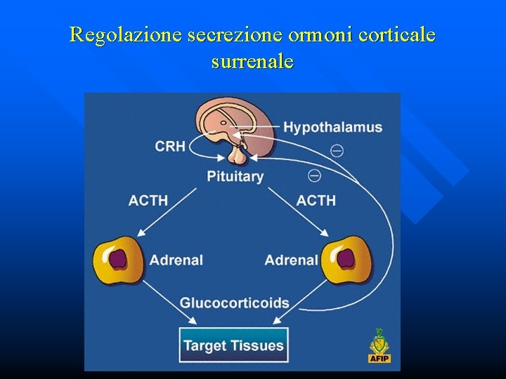 Regolazione secrezione ormoni corticale surrenale 