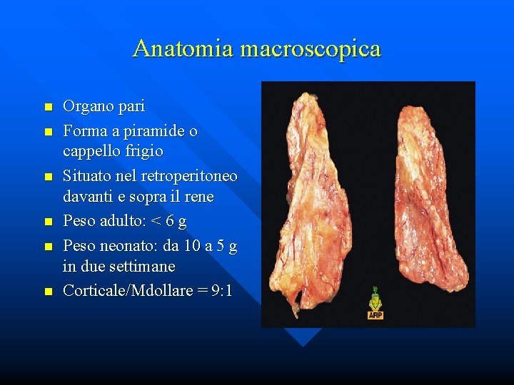 Anatomia macroscopica n n n Organo pari Forma a piramide o cappello frigio Situato