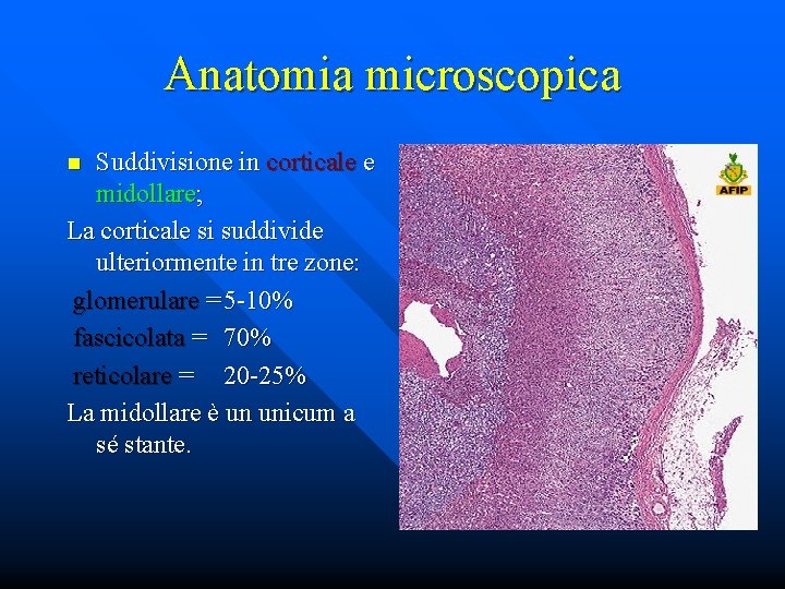 Anatomia microscopica Suddivisione in corticale e midollare; La corticale si suddivide ulteriormente in tre