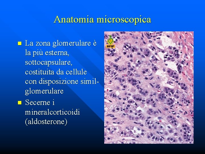 Anatomia microscopica n n La zona glomerulare è la più esterna, sottocapsulare, costituita da