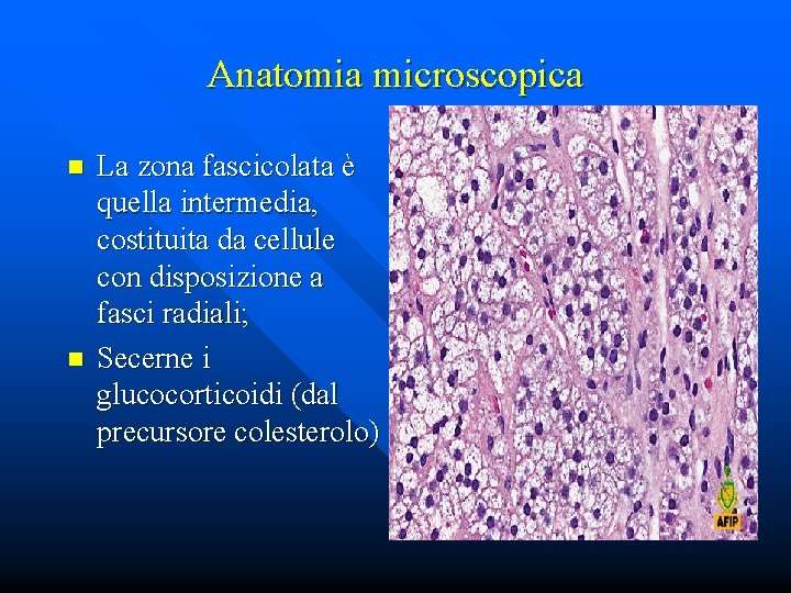 Anatomia microscopica n n La zona fascicolata è quella intermedia, costituita da cellule con