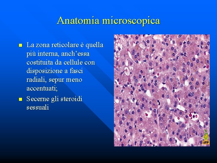 Anatomia microscopica n n La zona reticolare è quella più interna, anch’essa costituita da