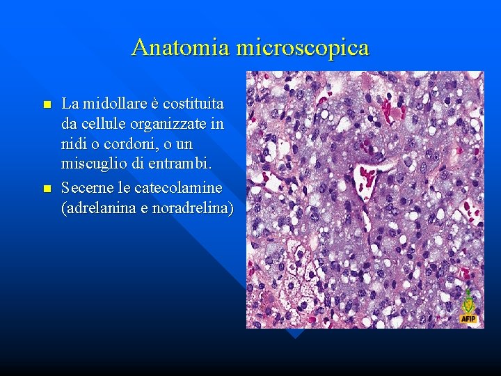 Anatomia microscopica n n La midollare è costituita da cellule organizzate in nidi o