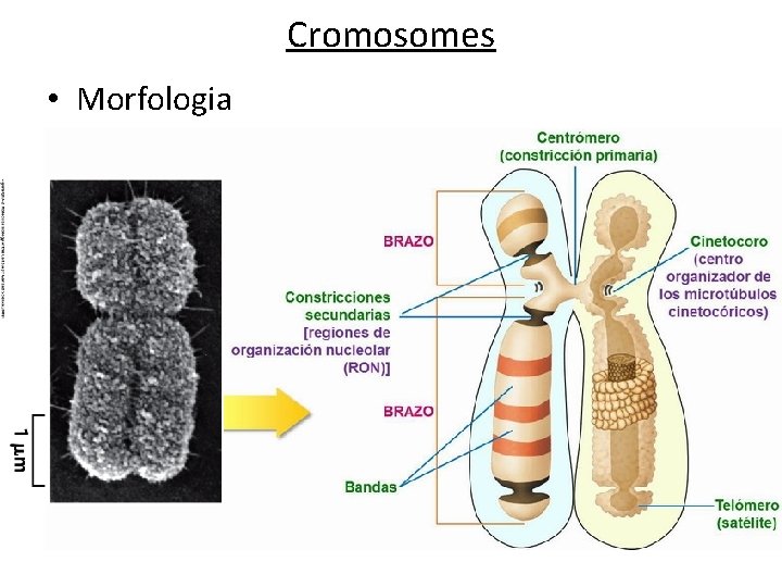 Cromosomes • Morfologia 