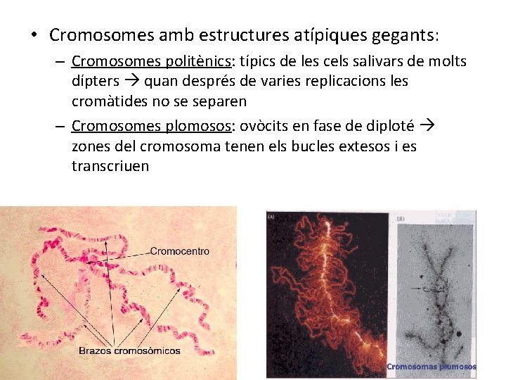  • Cromosomes amb estructures atípiques gegants: – Cromosomes politènics: típics de les cels