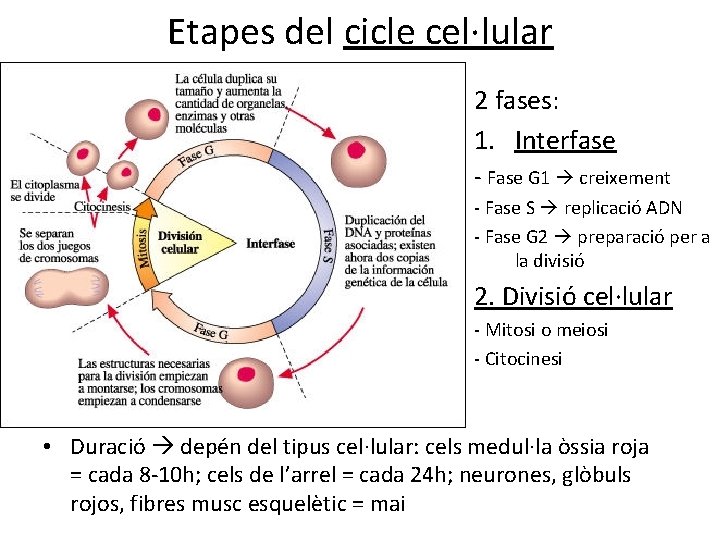 Etapes del cicle cel·lular 2 fases: 1. Interfase - Fase G 1 creixement -