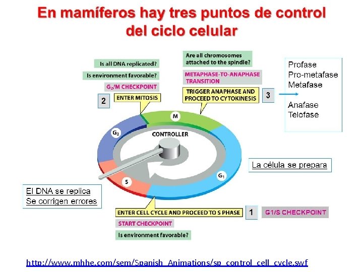 http: //www. mhhe. com/sem/Spanish_Animations/sp_control_cell_cycle. swf 