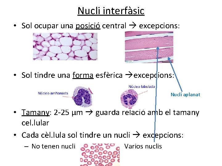 Nucli interfàsic • Sol ocupar una posició central excepcions: • Sol tindre una forma