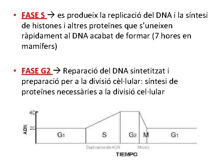  • FASE S es produeix la replicació del DNA i la síntesi de