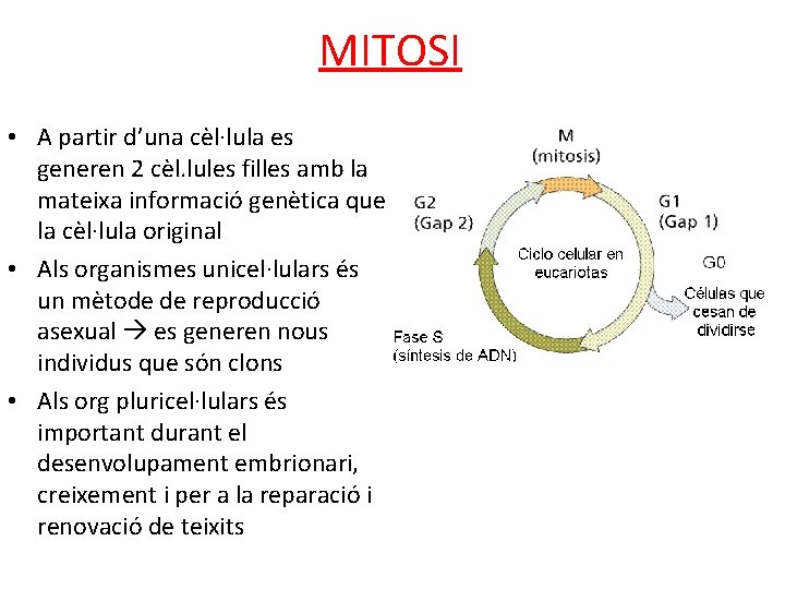 MITOSI • A partir d’una cèl·lula es generen 2 cèl. lules filles amb la