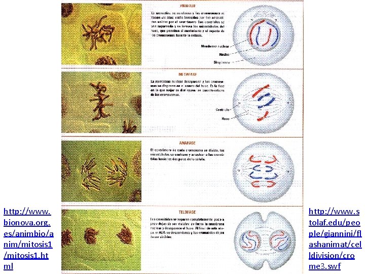 http: //www. bionova. org. es/animbio/a nim/mitosis 1. ht ml http: //www. s tolaf. edu/peo