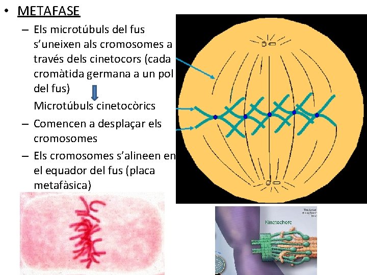  • METAFASE – Els microtúbuls del fus s’uneixen als cromosomes a través dels