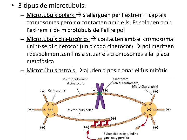  • 3 tipus de microtúbuls: – Microtúbuls polars s’allarguen per l’extrem + cap