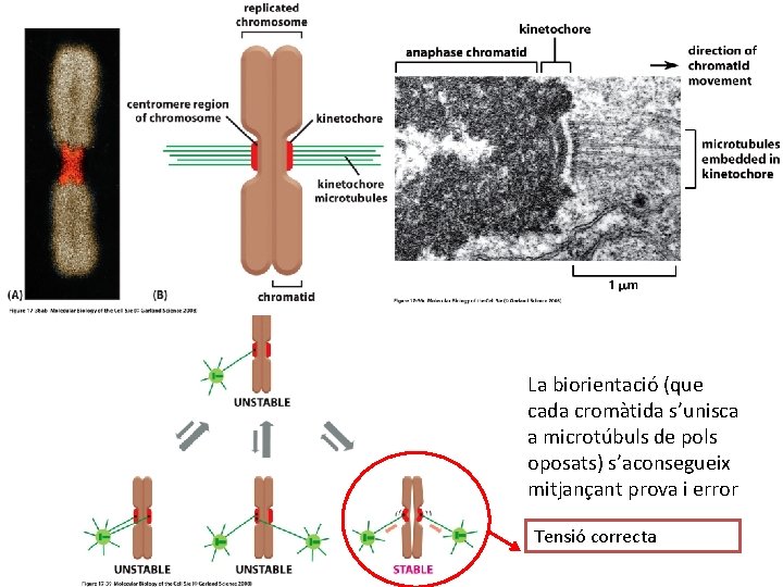 La biorientació (que cada cromàtida s’unisca a microtúbuls de pols oposats) s’aconsegueix mitjançant prova