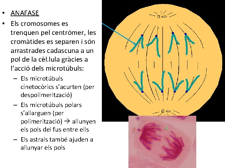  • ANAFASE • Els cromosomes es trenquen pel centròmer, les cromàtides es separen