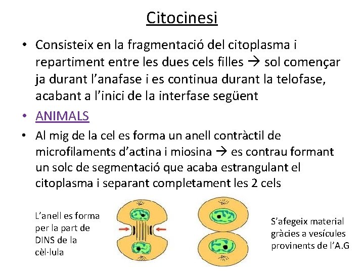 Citocinesi • Consisteix en la fragmentació del citoplasma i repartiment entre les dues cels