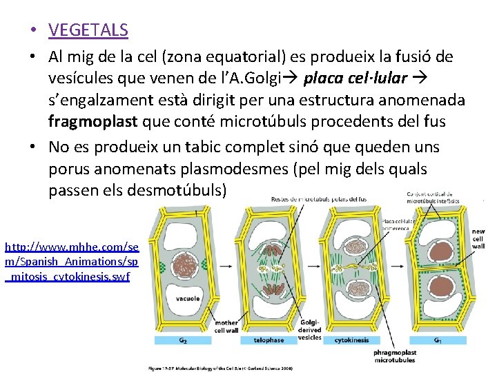  • VEGETALS • Al mig de la cel (zona equatorial) es produeix la