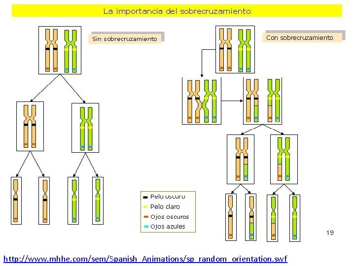 http: //www. mhhe. com/sem/Spanish_Animations/sp_random_orientation. swf 
