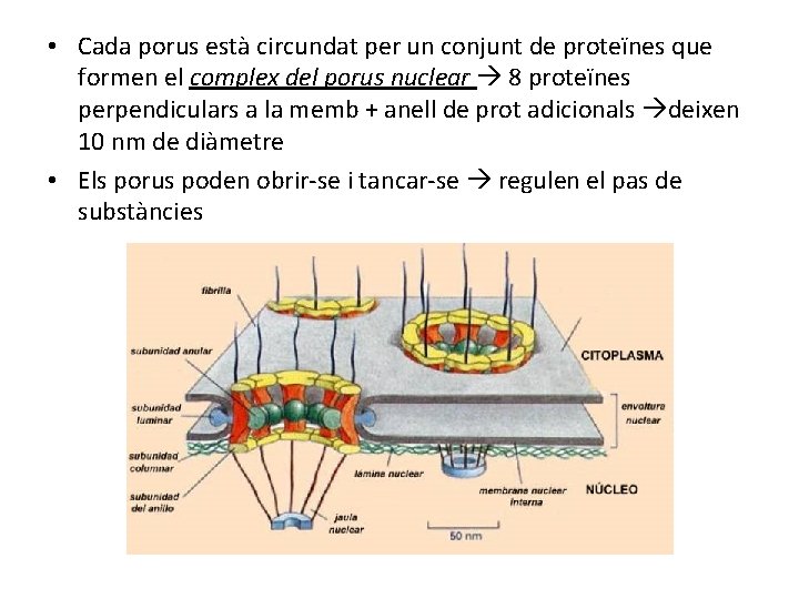  • Cada porus està circundat per un conjunt de proteïnes que formen el